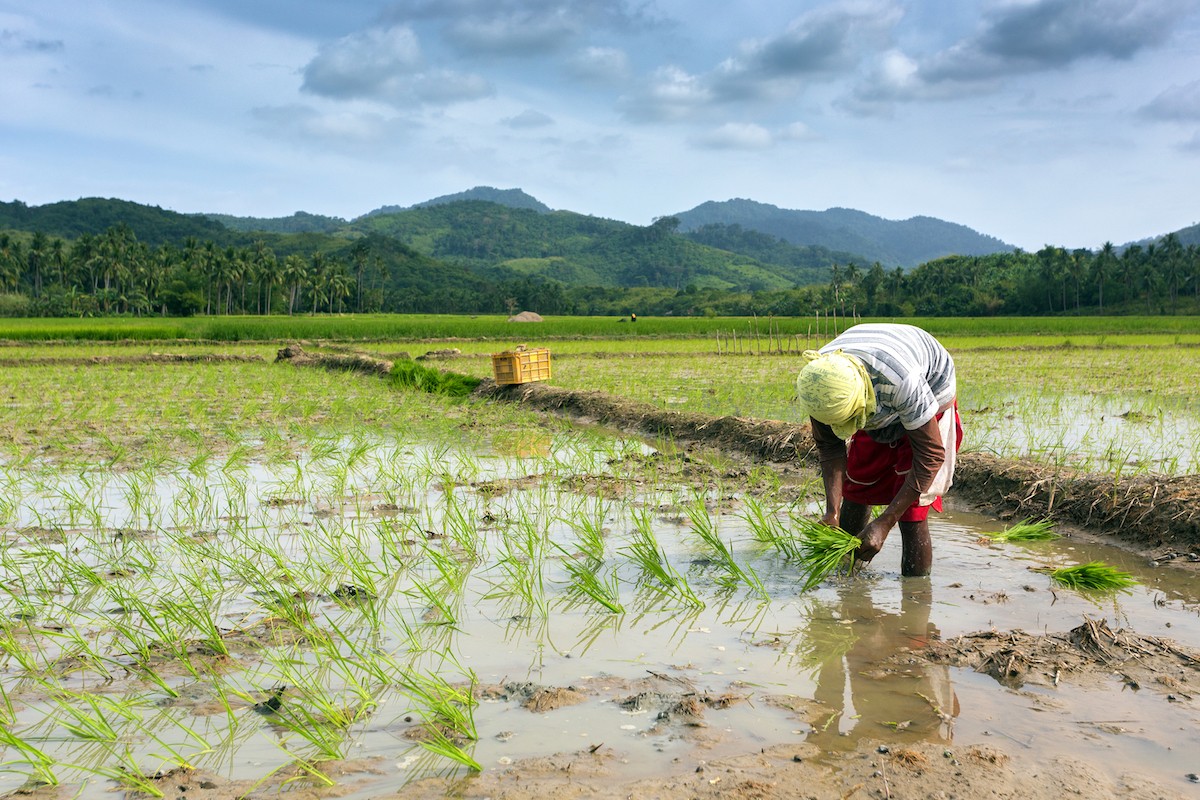 Rice imports hurts Filipino farmers, undermines food ...