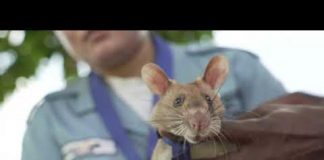 Bravery medal awarded to landmine detecting rat