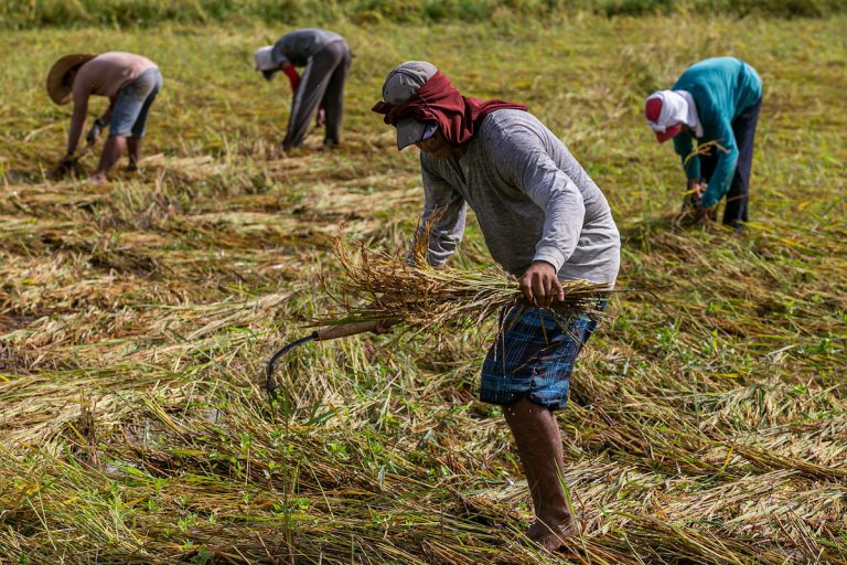 Philippine farmers harvesting rice | Licas News