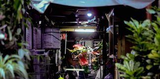 Chinese lion head hanging from a wall in dark room | LiCAS.news