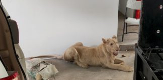 Declawed TikTok lion rescued from Phnom Penh home