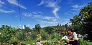 Malaysian urban dwellers ‘reclaim’ city land, one garden at a time