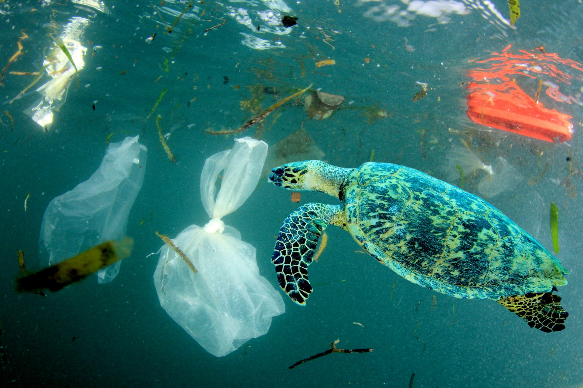 Plastic threatens migratory species in Asia-Pacific: UN  |  Light for the Voiceless