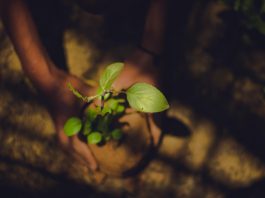 Indian pair of hands holding a sapling