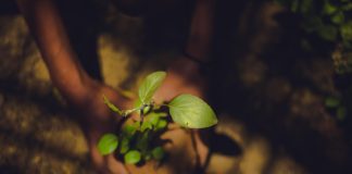 Indian pair of hands holding a sapling