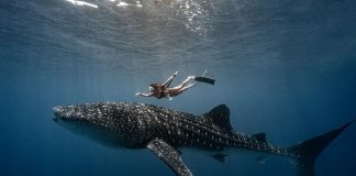 A woman freediving with a whale shark