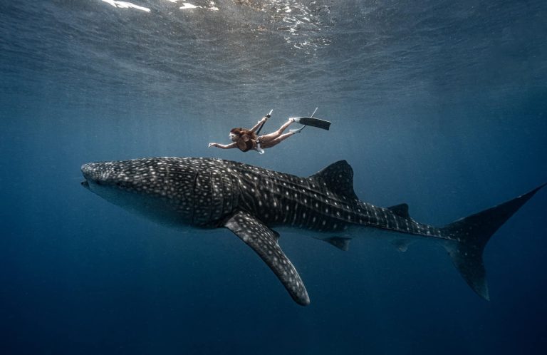 A woman freediving with a whale shark