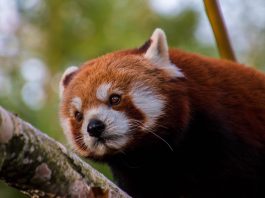 Red panda looking determined