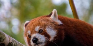 Red panda looking determined