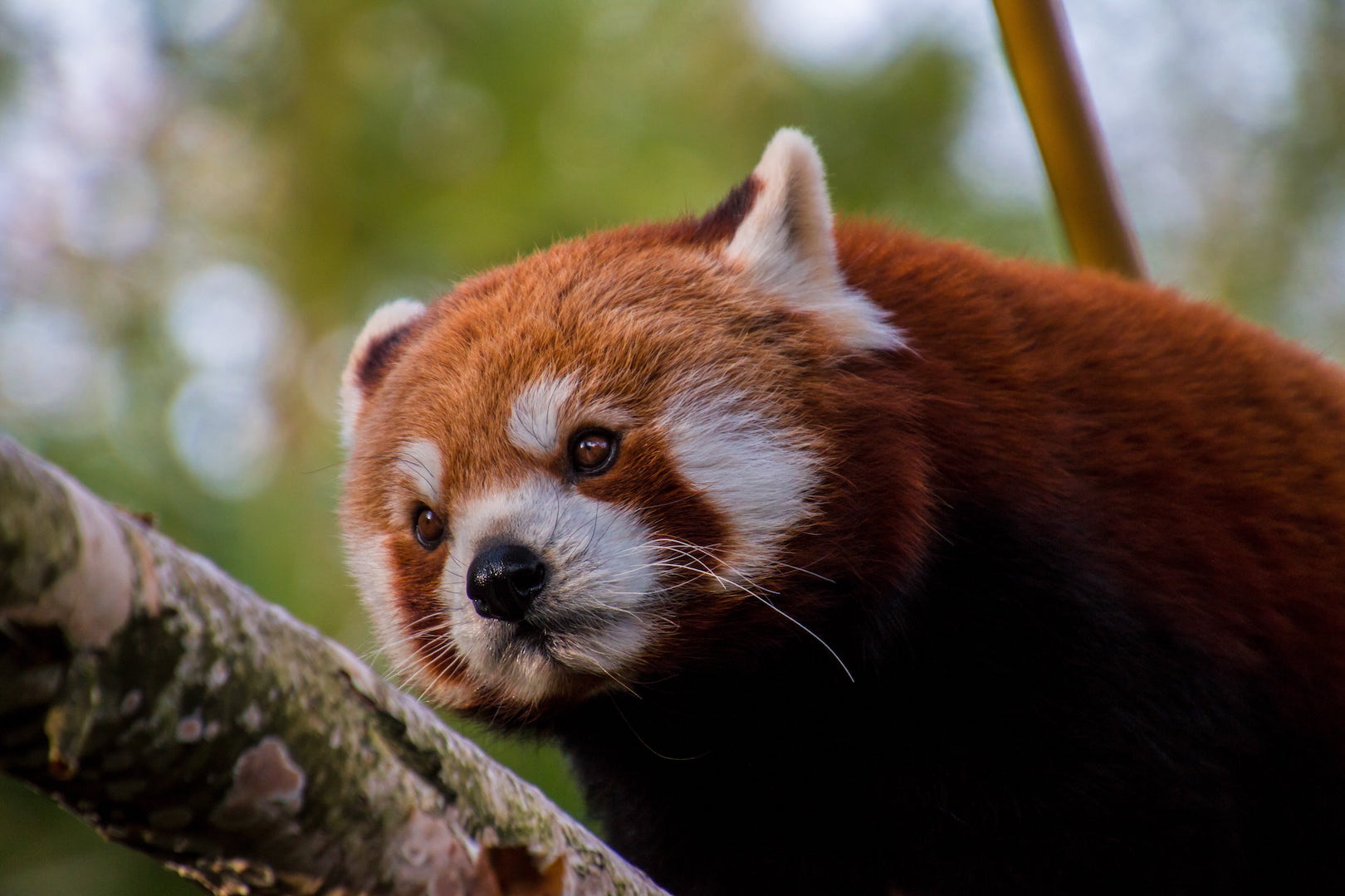 Red panda looking determined