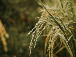 Close up of rice plant