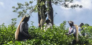 Women congregations empower Sri Lanka’s exploited tea plantation workers