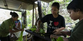 Indigenous youths working with harvested plants