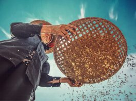 A view looking up from the ground of a rice farmer sifting rice grains
