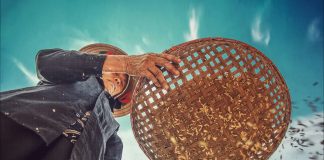 A view looking up from the ground of a rice farmer sifting rice grains