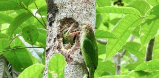 Rare Green-eared Barbet feeding its nestlings in Thailand