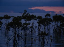 Mangroves at dusk