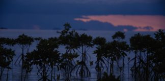 Mangroves at dusk