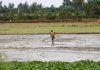 Climate change, upstream dams force new farming strategies in Mekong Delta