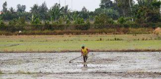 Climate change, upstream dams force new farming strategies in Mekong Delta