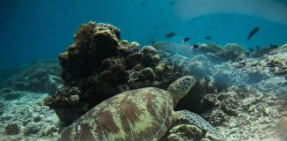 Reef collapse warning raises pressure to curb fossil fuel expansion in Coral Triangle